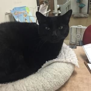 Meet your Posher, Mia